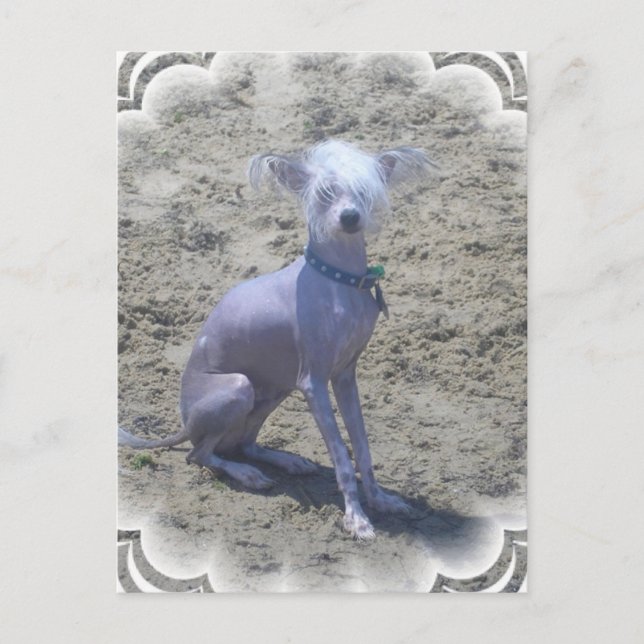 Chinese Crested Dog Postcard (Front)