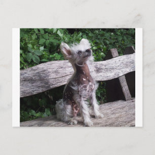 Chinese_Crested_Dog sitting 2.jpg Postcard
