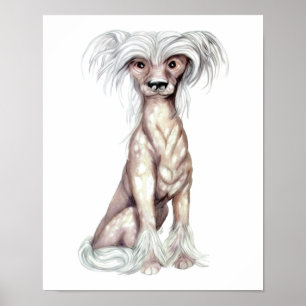 Chinese Crested Hairless Poster