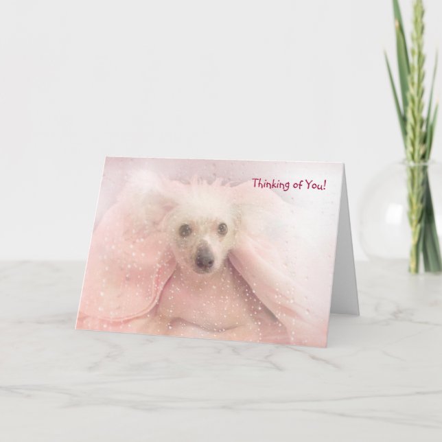 Chinese Crested Hairless Pup Card (Front)