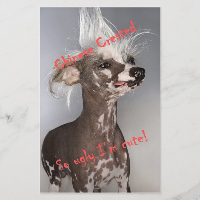 Chinese Crested So Ugly I'm Cute (Front)