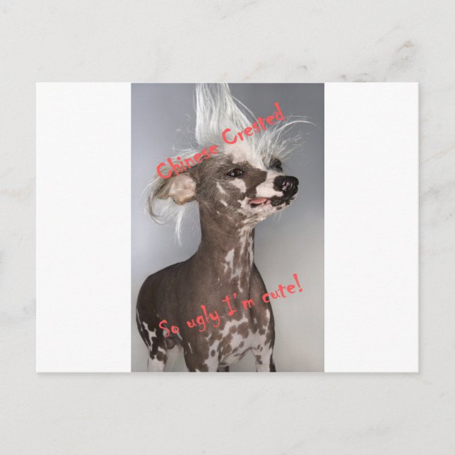 Chinese Crested So Ugly I'm Cute Postcard (Front)
