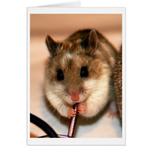 Chinese Dwaf Hamster