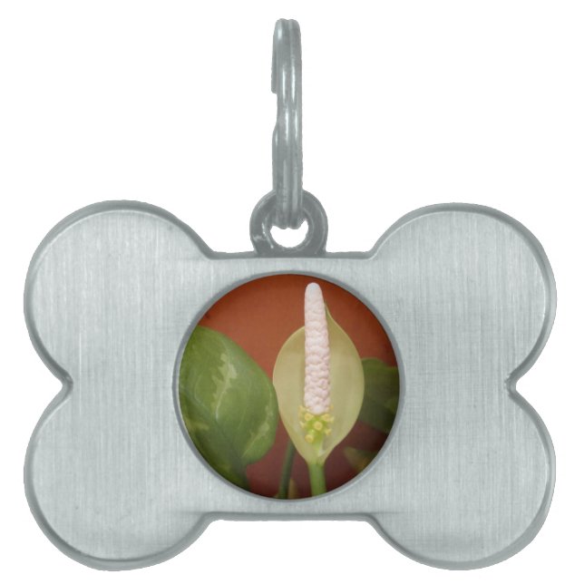 Chinese Evergreen Flower Pet Name Tag (Front)
