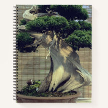 Chinese Juniper Bonsai Tree Photo