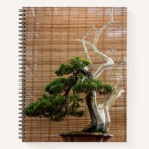 Chinese Juniper Bonsai Tree Photo