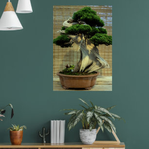 Chinese Juniper Bonsai Tree Poster