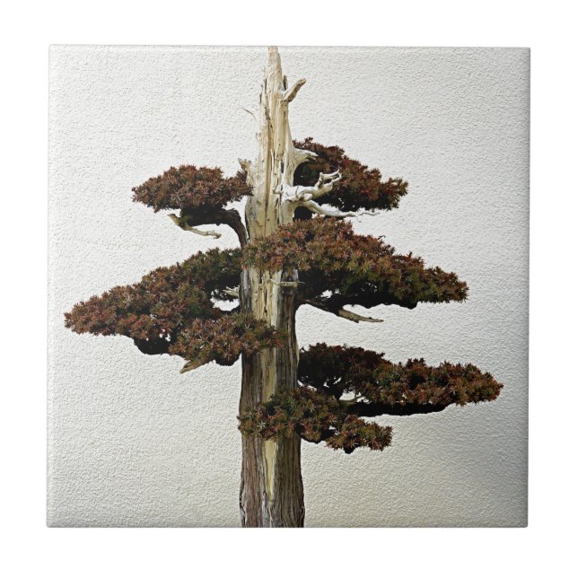 Chinese Juniper Bonsai Tree Tile (Front)