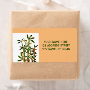 Chinese Lucky Bamboo Plants. personalized