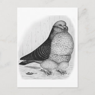 Chinese Owl Pigeon Ink Drawing Postcard