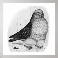 Chinese Owl Pigeon Ink Drawing