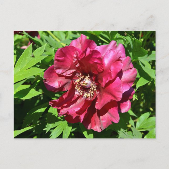 Chinese peony flower postcard (Front)