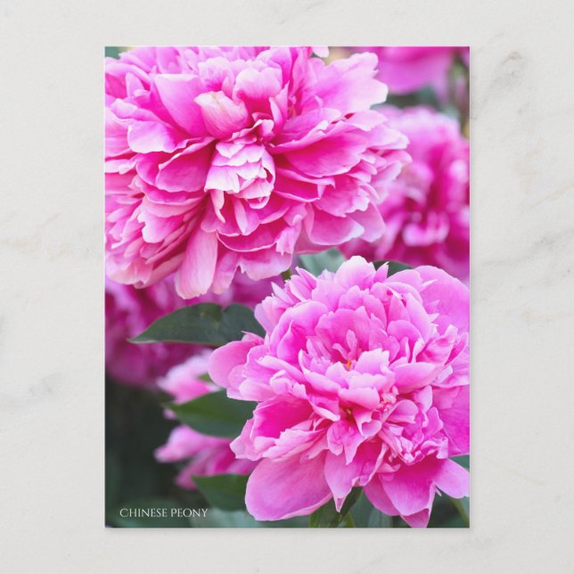 Chinese Peony Postcard (Front)