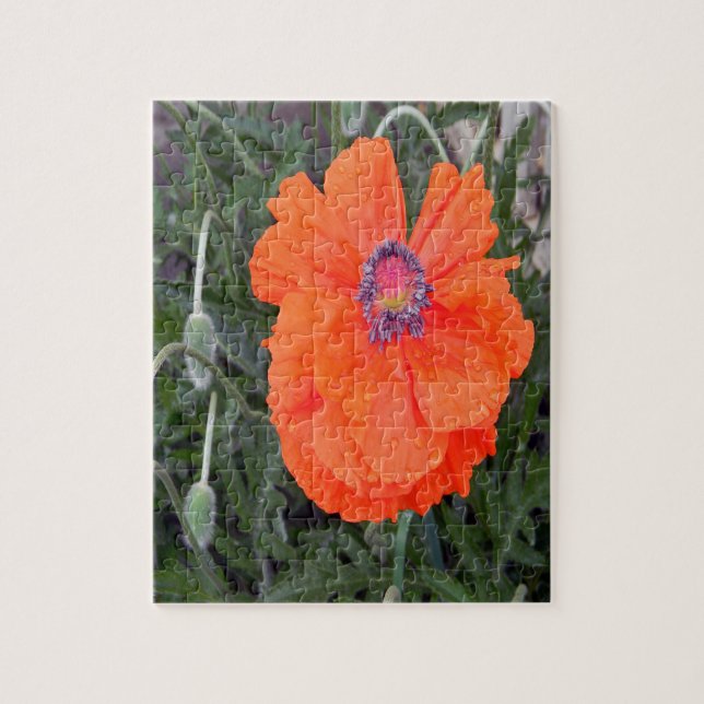 Chinese Poppy.... Jigsaw Puzzle (Vertical)