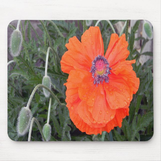 Chinese Poppy.... Mouse Pad (Front)