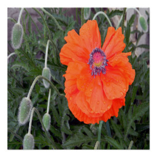 Chinese Poppy.... Poster