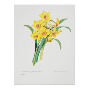 Chinese Sacred Lily, Pierre-Joseph Redouté,  Poster