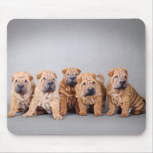 Chinese Shar pei puppies Mouse Pad