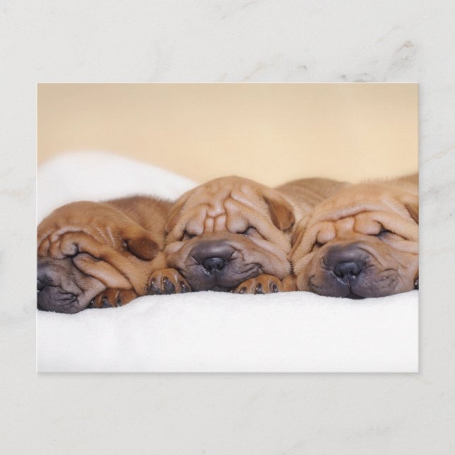Chinese Shar pei puppies Postcard (Front)