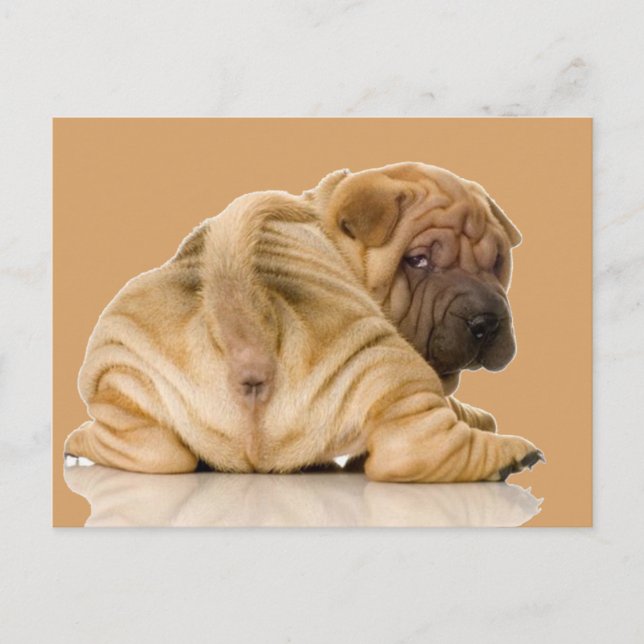 Chinese Shar-pei Puppy Dog Postcard (Front)