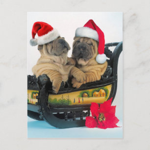 Chinese Shar pei with x-mas hats Postcard