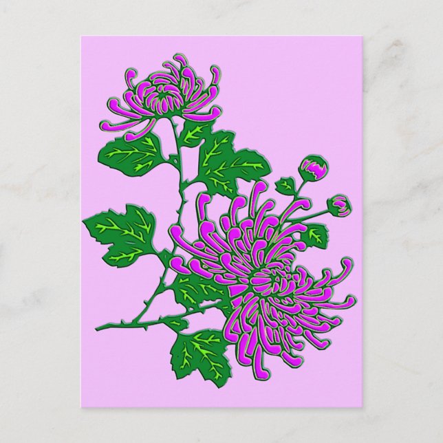 Chinese spider chrysanthemums  - lavender postcard (Front)