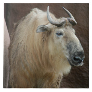 chinese-takin-5 tile