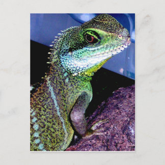 Chinese Water Dragon Postcard