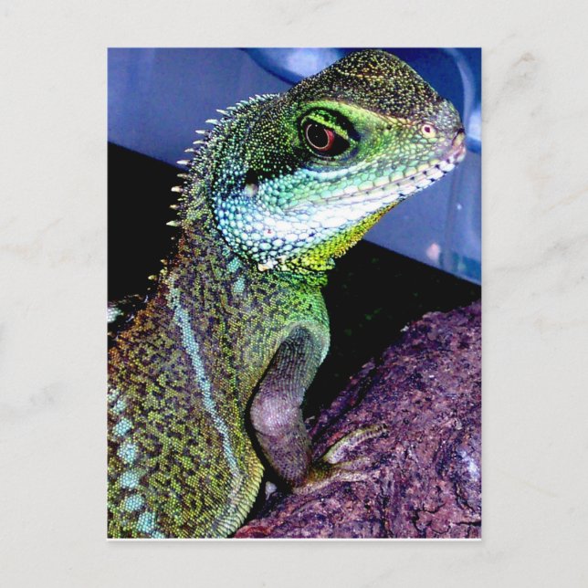 Chinese Water Dragon Postcard (Front)