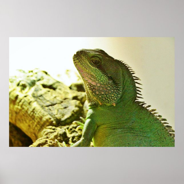 Chinese Water Dragon Poster (Front)