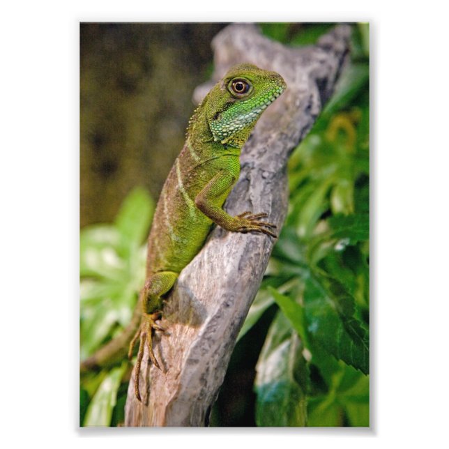 Chinese Water Dragon Print (Front)