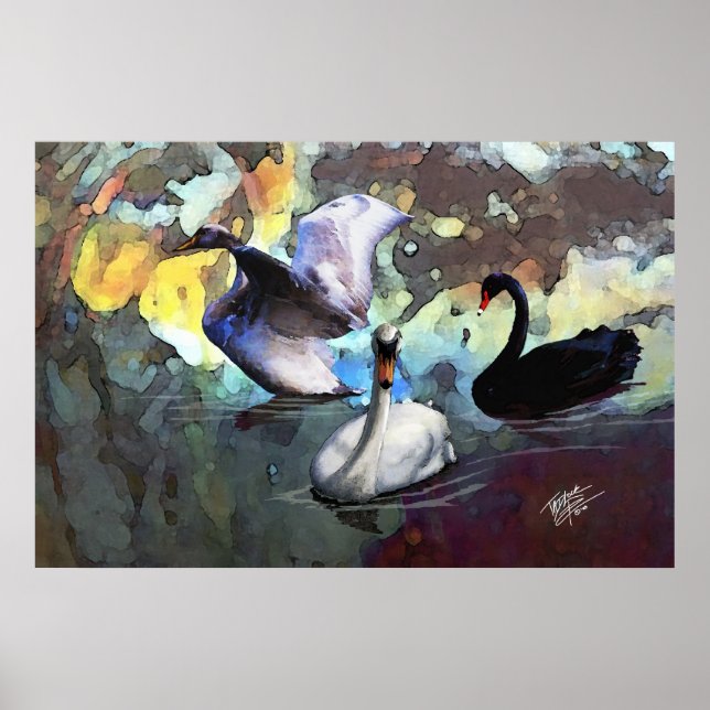 Chinese Watercolor Style Swans Swimming Poster (Front)