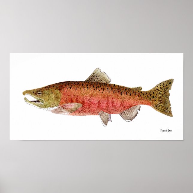 Chinook Salmon in Spawning Dress Poster (Front)