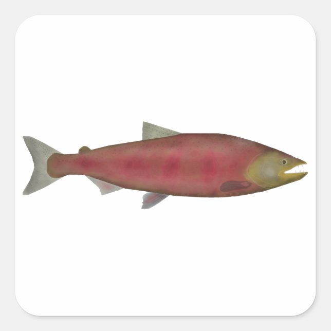 Chinook Salmon - Spawn Phase Square Sticker (Front)