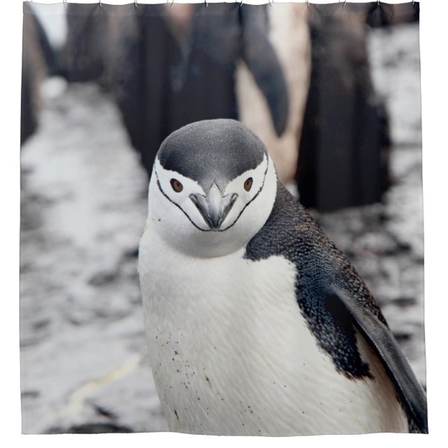 CHINSTRAP PENGUIN (Front)