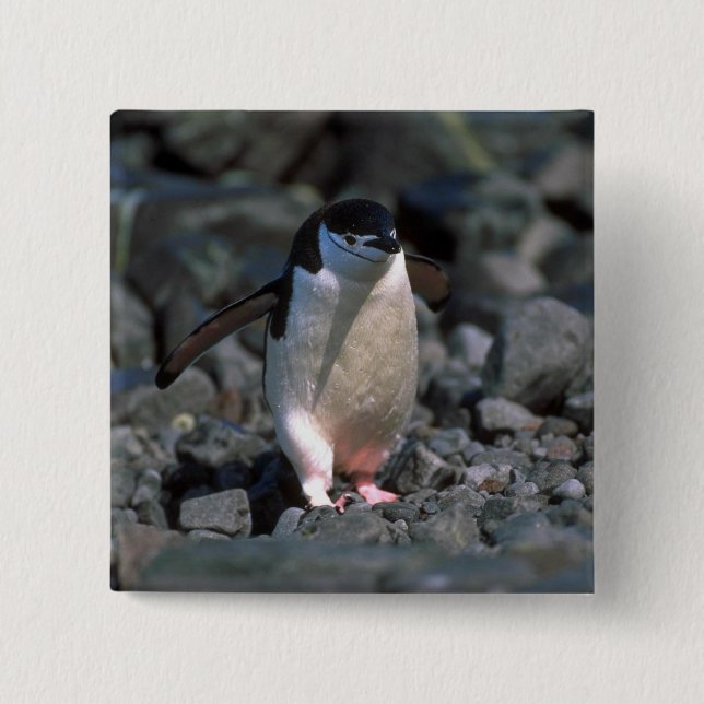 Chinstrap Penguin 2 Inch Square Button (Front)