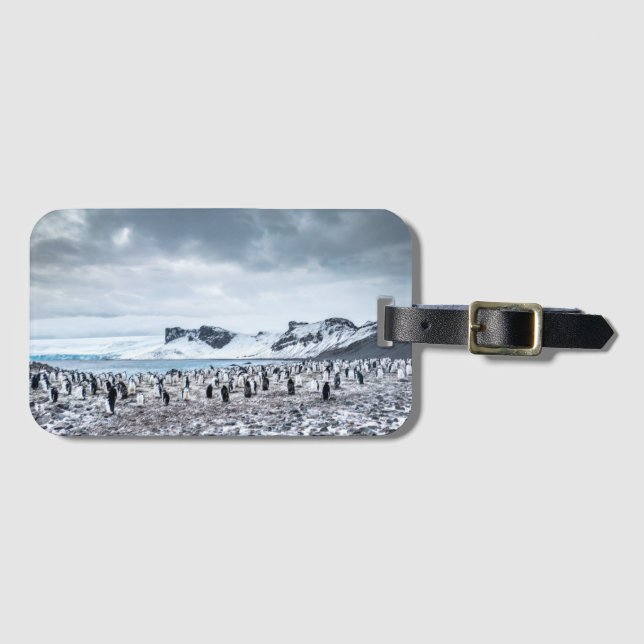 Chinstrap Penguin Colony Landscape Luggage Tag (Front Horizontal)