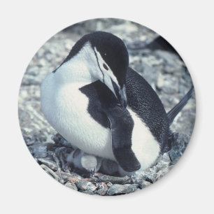 Chinstrap Penguin Magnet