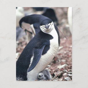 Chinstrap Penguin, Manchot ? jugulaire ( Pygosceli Postcard