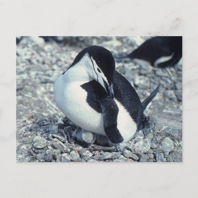 Chinstrap Penguin Postcard (Front)