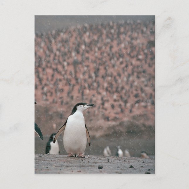 Chinstrap Penguin Postcard (Front)