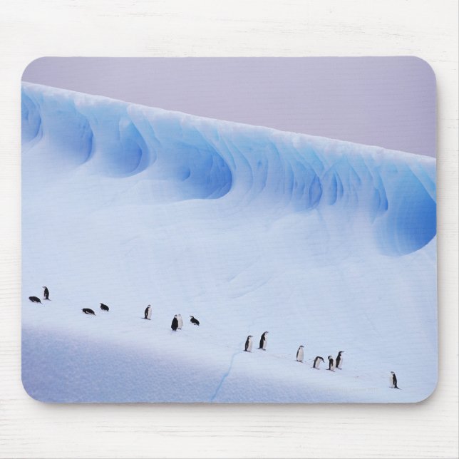 Chinstrap Penguin, South Orkney Islands Mouse Pad (Front)