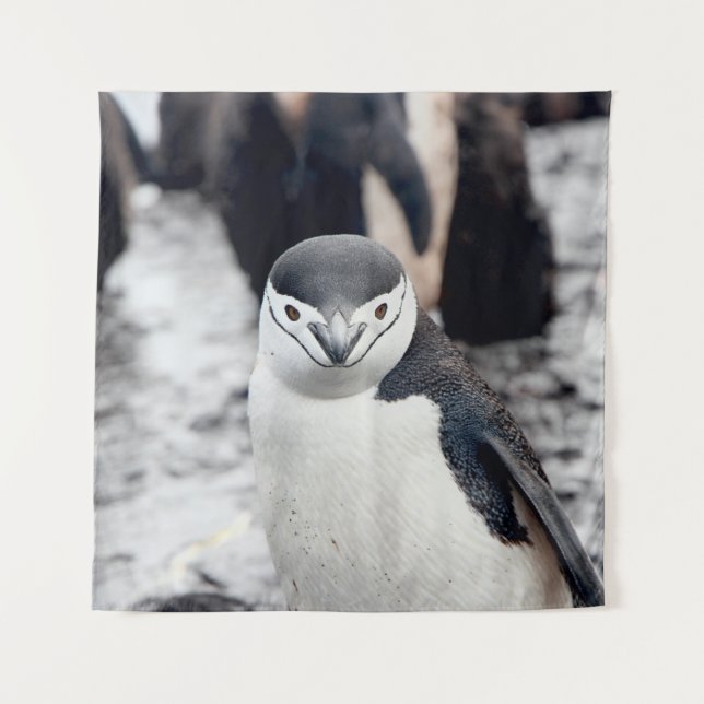 CHINSTRAP PENGUIN TAPESTRY (Front)