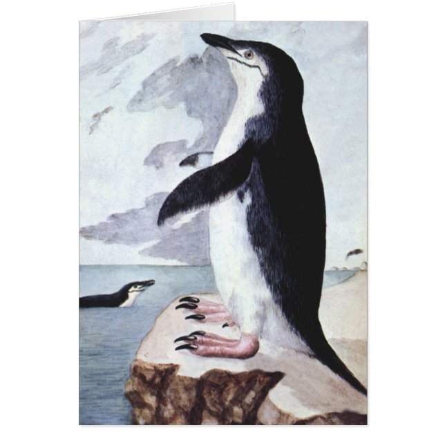 Chinstrap Penguin, Vintage Birds from Antarctica (Front)