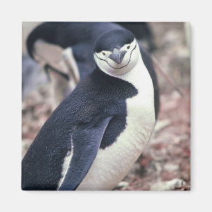 Chinstrap Penguin with Baby Magnet