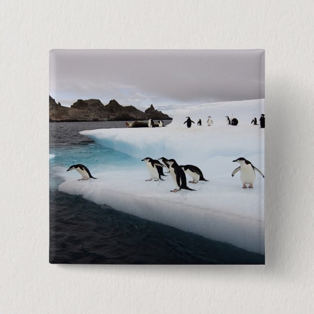 Chinstrap Penguins 2 Inch Square Button (Front)