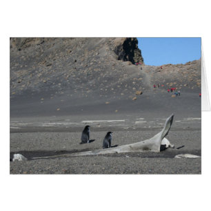 Chinstrap penguins (Deception) card