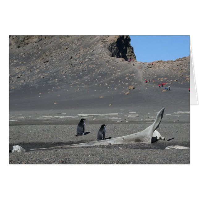 Chinstrap penguins (Deception) card (Front Horizontal)