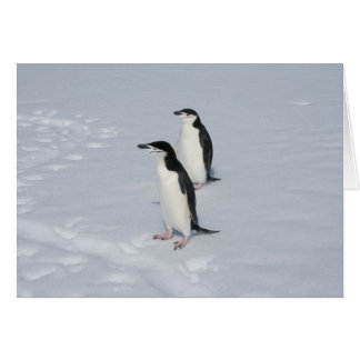 Chinstrap penguins (HM) card