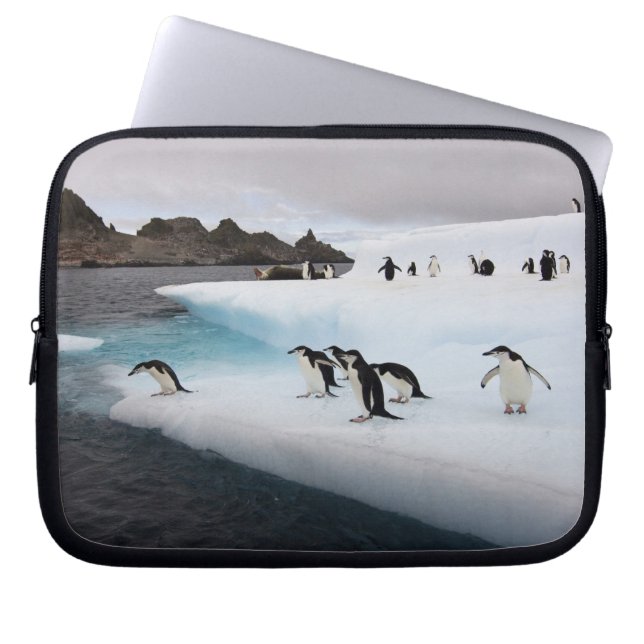 Chinstrap Penguins Laptop Sleeve (Front)